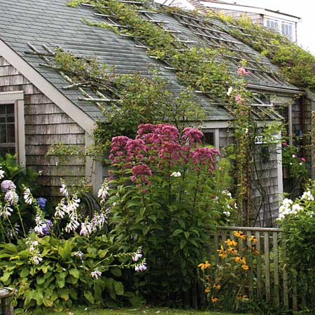cottage garden with hydrangeas, hostas, eupatorium, black-eyed Susans, phlox, hollyhocks, and cosmos 