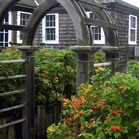 rugosa roses are perfect for gardens near the sea