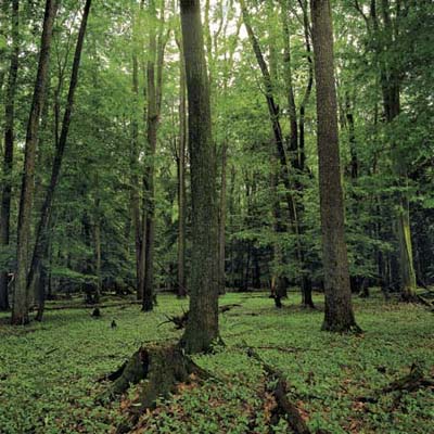 sustainably harvested cherry trees used for Thos. Moser heirloom furniture
