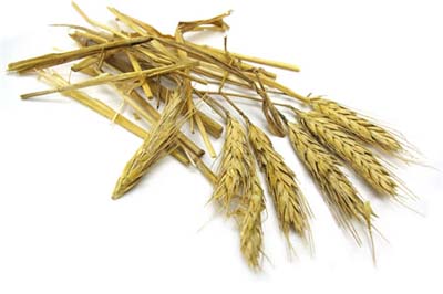 Straw | Mulch Materials | This Old House