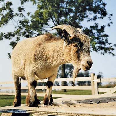 pygmy goat at Pennsylvania colonial farmstead