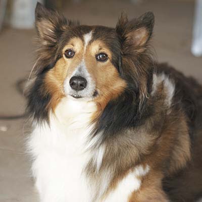 craftsman doghouse owner, gumpy the sheepdog