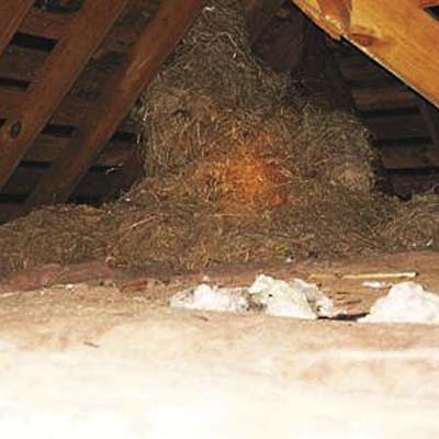 nest