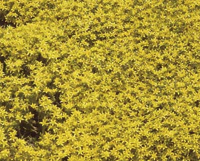 Stonecrop (Sedum 'Gold Dust')