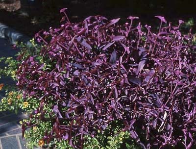 Purple Heart (Tradescantia pallida 'Purpurea') | More Drought-Resistant