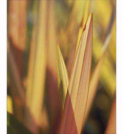 New Zealand Flax (Phormium 'Yellow Wave')