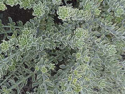 Westringia fruticosa 'Morning Light'