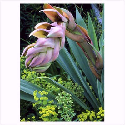 Mexican Lily Beschorneria yuccoides