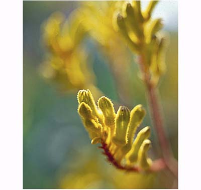 Kangaroo Paw (Anigozanthos 'flavidus') 