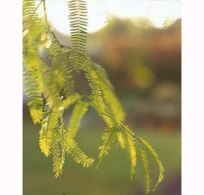 Chilean Mesquite Tree (Prosopis chilensis)