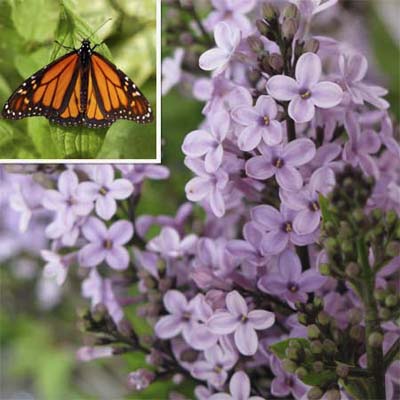 common lilac (small purple clustered flowers) and orange and black monarch butterflies