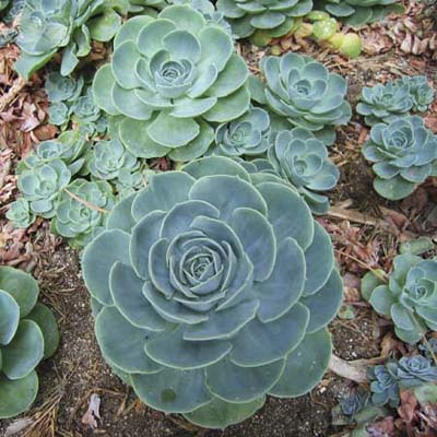 Echeveria x imbricata 'Hens and Chicks'