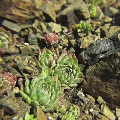 Sempervivum Carmen