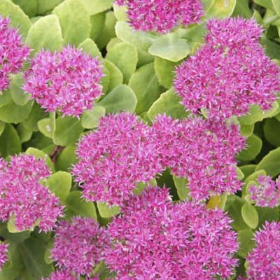 Sedum spectabile Autumn Joy