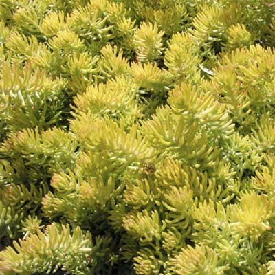 Sedum rupestre Angelina