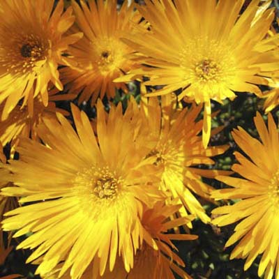 Delosperma nubigenum Hardy yellow iceplant