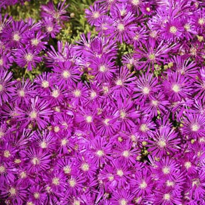 Delosperma cooperi Pink Ice Plant