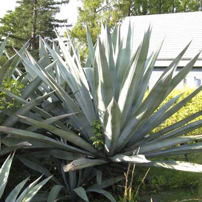 agave americana succulent plant types this old house agave americana succulent plant types this old house