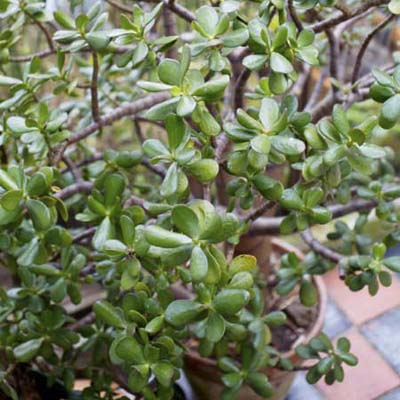 Crassula ovata Jade
