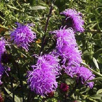blazing star; long, spiky, reddish purple flower heads 