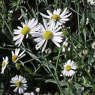 False Aster; panicles of pale-pink to white flowers with yellow centers
