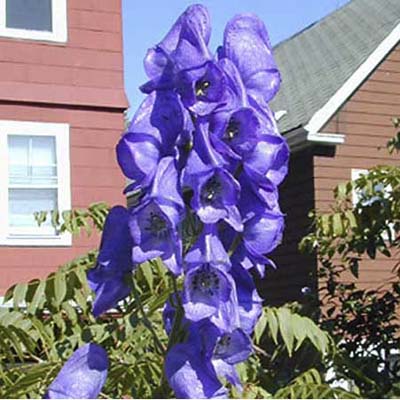Monkshood; panicles of large violet or blue flowers