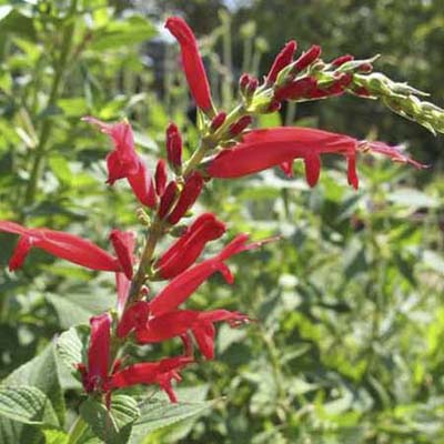 Pineapple Sage; mid-green oval and toothed leaves with loose panicles of vibrant-scarlet flowers