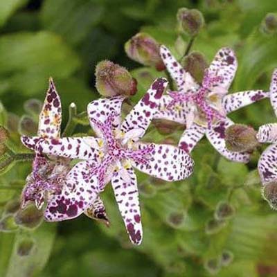toad lily; star-shaped lilylike white, pink, and purple flowers 