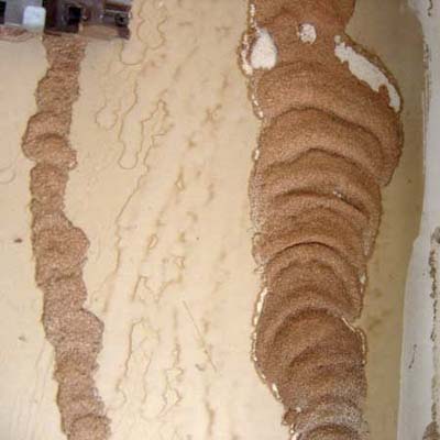 artistic termites creating a massive tunnel system
