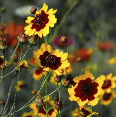 small white yellow and burgandy blooms of calliopsis