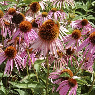 purple daisy-like flower with large cone-shaped center disk called purple coneflower or echinacea purpurea