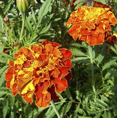 orange french marigolds