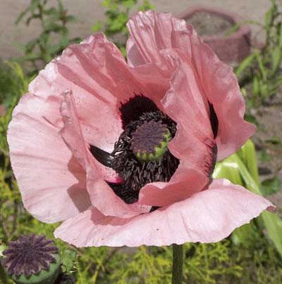 large, bowl-shaped bloom of the opium poppy