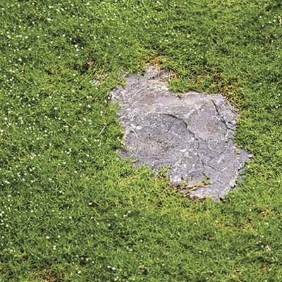 groundcover for partial sun exposure