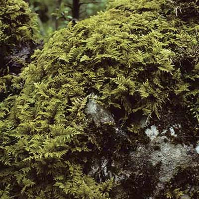 groundcover for shady areas