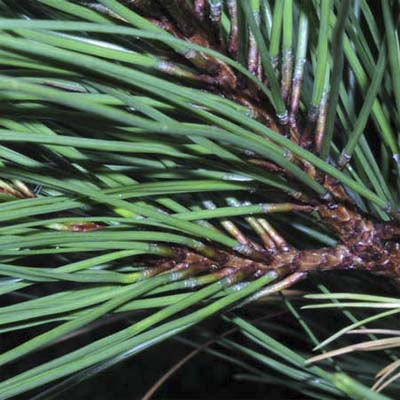 leaves of loblolly pine tree