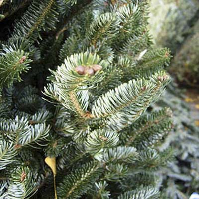 Fraser Fir