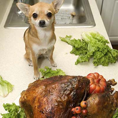 small dog on kitchen counter overlooking a large turkey