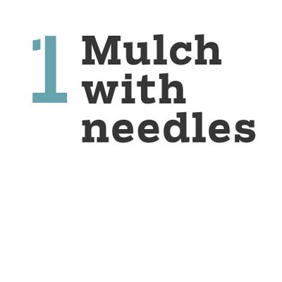 mulch with needles