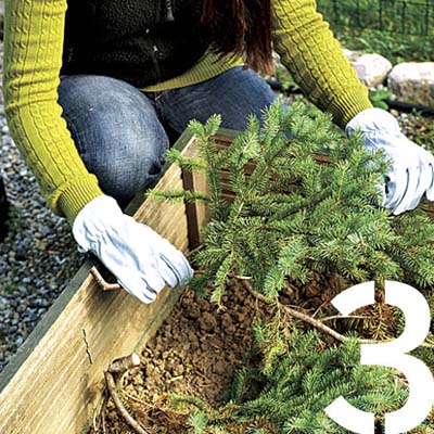 gloved hands laying boughs from a christmas tree over perennial beds