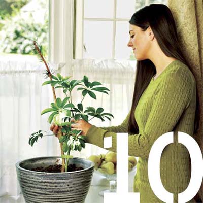 woman using a christmas tree twig to stake a potted plant