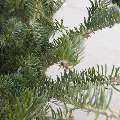 balsam fir tree