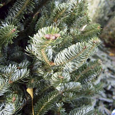 Fraser Fir