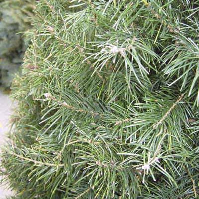 Douglas Fir