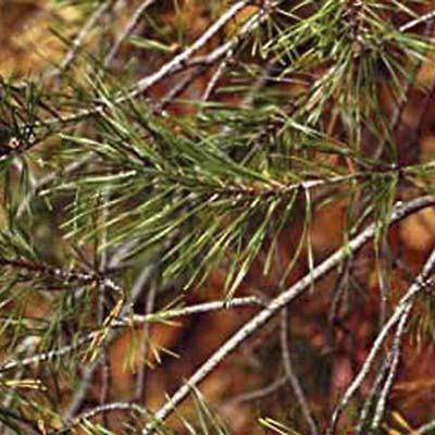 Virginia Pine