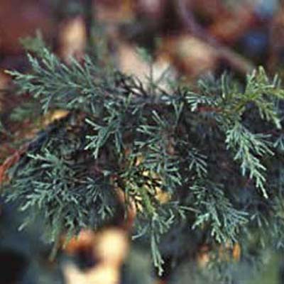 Leyland Cypress
