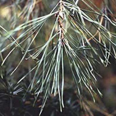 Scotch Pine