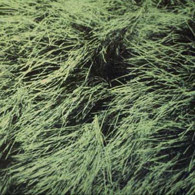 Monterey Pine
