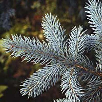 blue spruce