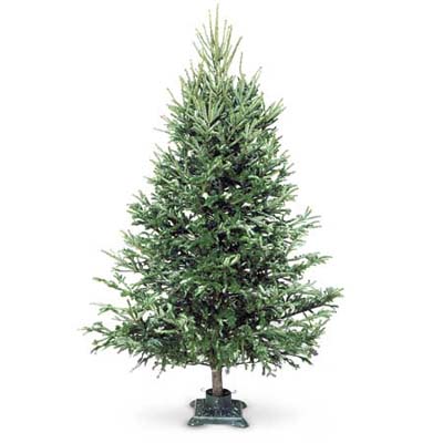 christmas tree in a stand